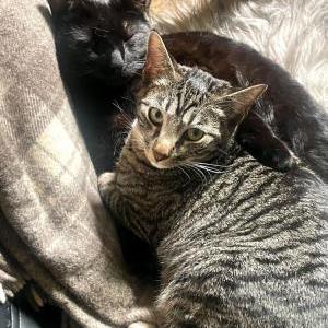 Image of BABYBOY, Lost Cat