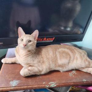 Image of Huckleberry, Lost Cat