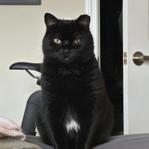 Lost Cat Freddy
