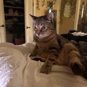Lost Cat Kit Kit