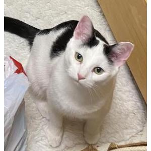 Lost Cat Elliot