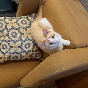 Lost Cat Ollie