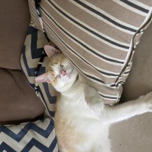 2nd Image of Ollie, Lost Cat