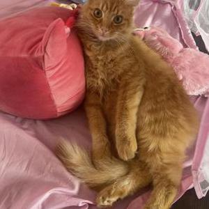 Image of Moose, Lost Cat