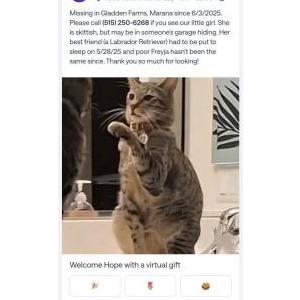 Lost Cat Freyja