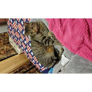 Lost Cat Gigi