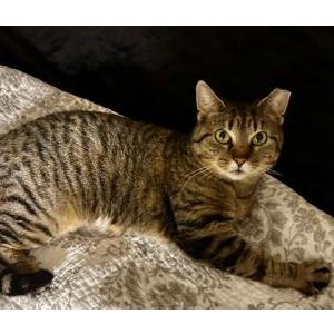 Image of Glenna, Lost Cat