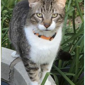 Lost Cat Luno