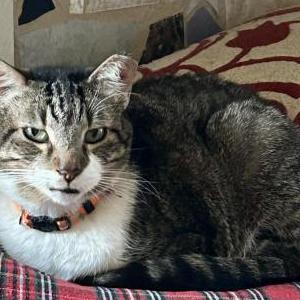 2nd Image of Luno, Lost Cat