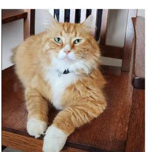 Lost Cat Julius