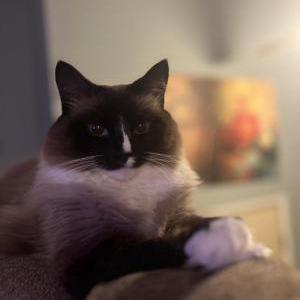 Lost Cat Bean