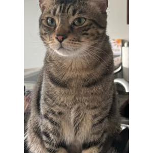 Image of Fred/Freddy, Lost Cat