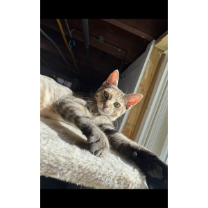 Lost Cat Violet