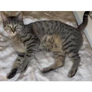 Lost Cat Goose