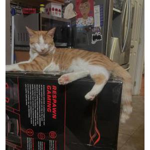 Lost Cat Noodle