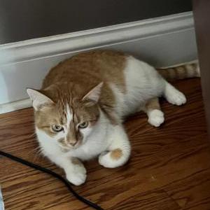 Lost Cat Pritty