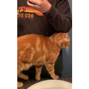 Image of Sunkist, Lost Cat