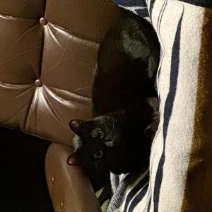 Image of PLC, Lost Cat