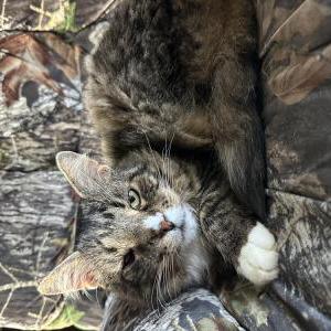 Image of Whiskers, Lost Cat