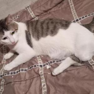 Image of Precious, Lost Cat