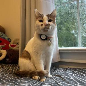 Image of Cocolin, Lost Cat