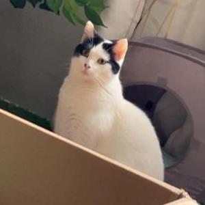 Lost Cat Ella