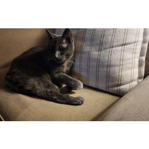 Image of June, Lost Cat