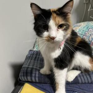 Lost Cat Star