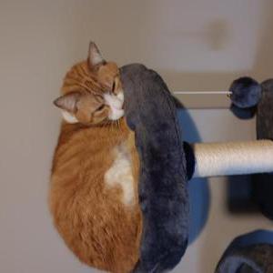 Image of Fat Kiki Kitty, Lost Cat