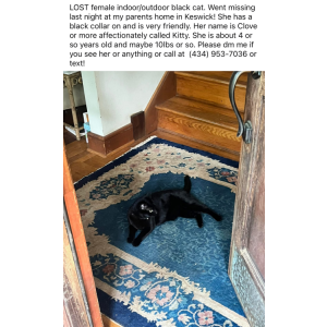 Lost Cat Clove or Kitty