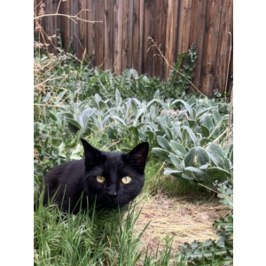 Lost Cat Beetle