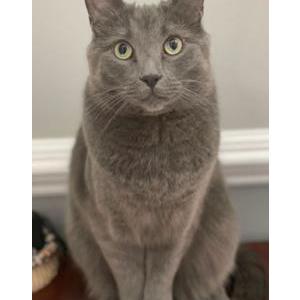 Lost Cat IKO