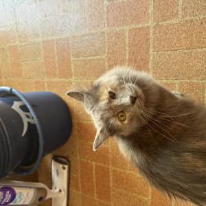 Lost Cat Pyke