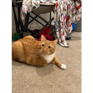 Lost Cat Turbo