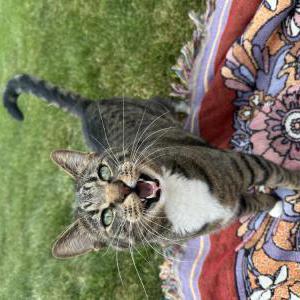 Lost Cat Benny
