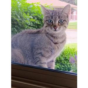 Image of Unknown, Found Cat