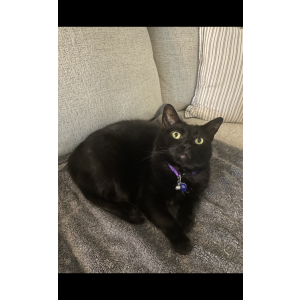 Lost Cat Nova