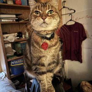Lost Cat Tony