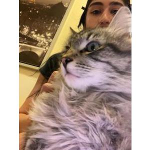 Image of theodore, Lost Cat
