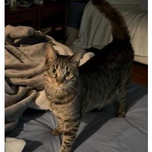 Lost Cat Lucy
