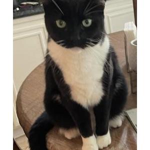 Lost Cat Tillie