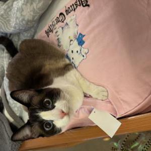 Image of Mocha, Lost Cat