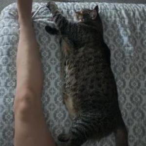 Image of Kitty kitty, Lost Cat