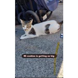 Image of Cookies, Lost Cat