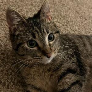 Image of Lalay, Lost Cat
