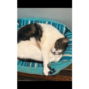 Image of Dobbie, Lost Cat