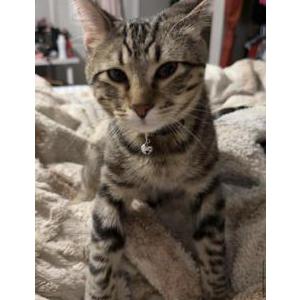 Image of Willow, Lost Cat