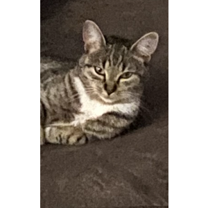 Image of Storm, Lost Cat