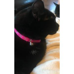 Lost Cat Stella