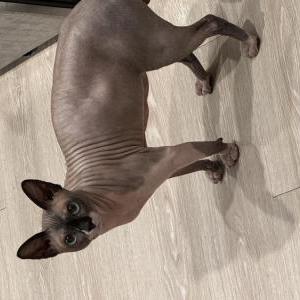 Lost Cat Nathan
